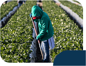 Worker harvesting crops in a field.